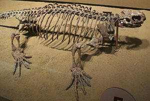 Sklettrekonstruktion von Casea im Field Museum of Natural History.