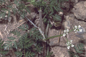 Möhren-Haftdolde (Caucalis platycarpos)