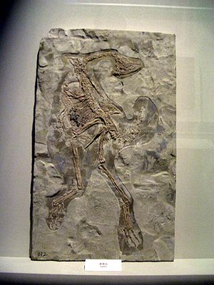 Abguss eines Fossils von Caudipteryx zoui im Hong Kong Science Museum.