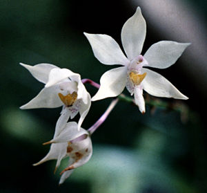 Blüten von Caularthron bicornutum