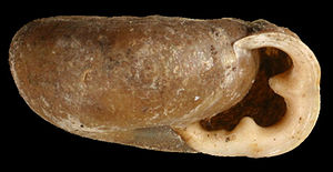 Genabelte Maskenschnecke (Causa holosericea)