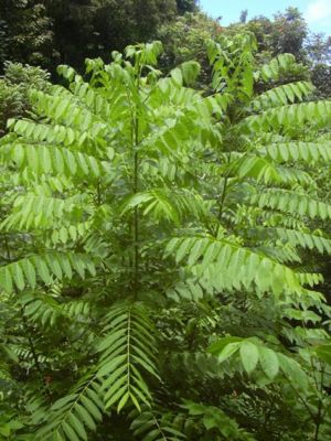 Westindische Zedrele (Cedrela odorata), junge Pflanzen