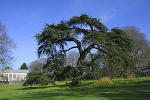 Libanon-Zeder (Cedrus libani)Großer Baum in einem Park in Morlanwelz in Belgien