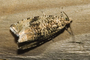 Celypha lacunana