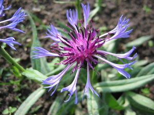 Filz-Flockenblume (Centaurea triumfettii)