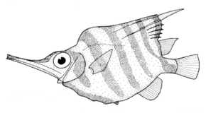 Centriscops humerosus (Banded Bellowsfish).gif