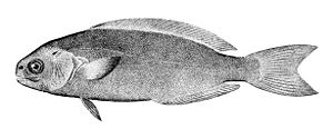 Schwarzfisch (Centrolophus niger)