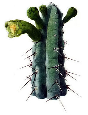 Pilosocereus pentaedrophorusAbbildung 1 auf Tafel IV in The Cactaceae. Band 2