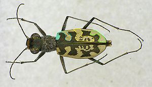 Cephalota circumdata makel.jpg