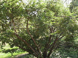 Cephalotaxus harringtonia.jpg