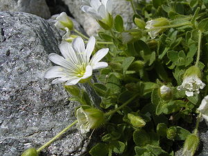 Cerastium latifolium neben Steinen.jpg