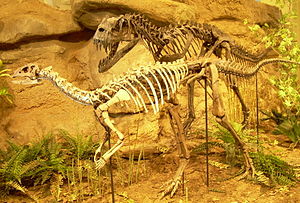 Skelettrekonstruktion von Dryosaurus (Vordergrund) und Ceratosaurus (Hintergrund) im Carnegie Museum of Natural History in Pittsburgh