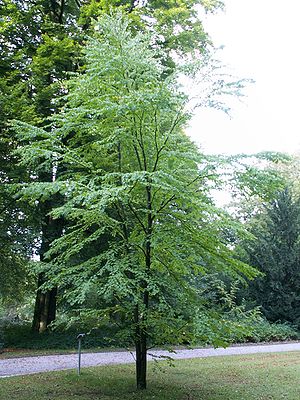 Japanischer Kuchenbaum (Cercidiphyllum japonicum)