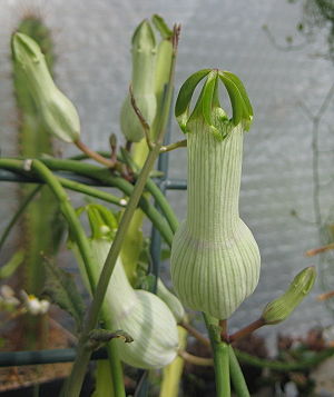 Ceropegia ampliata