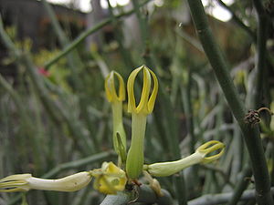 Gabelige Leuchterblume (Ceropegia dichotoma), Teneriffa