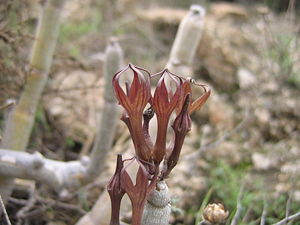 Rotbraune Leuchterblume (Ceropegia fusca), Blütenstand mit Blüten.