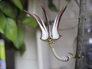 Ceropegia stapeliiformis ssp. stapeliiformis