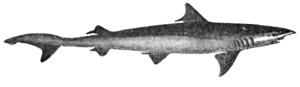 Hakenzahnhai (Chaenogaleus macrostoma)