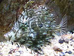 Chaetodermis penicilligerus.5 - Aquarium Finisterrae.JPG