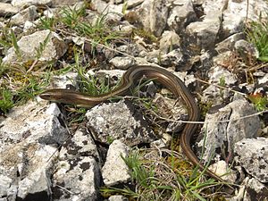 Chalcides chalcides Italy 3.jpg