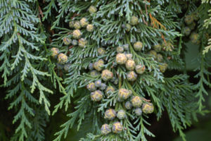 Lawsons Scheinzypresse (Chamaecyparis lawsoniana)