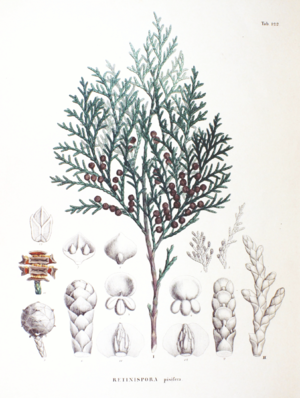 Sawara-Scheinzypresse (Chamaecyparis pisifera), Illustration