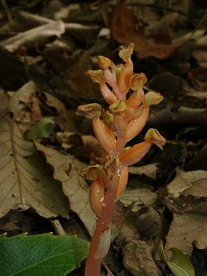 Chamaegastrodia shikokiana