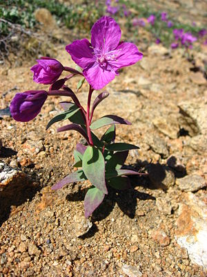 Arktisches Weidenröschen (Epilobium latifolium)