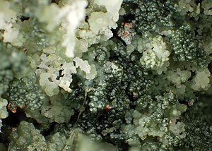 Chamosite, Saponite, Copper-188771.jpg