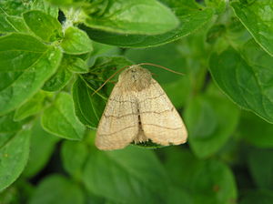 Charanysa trigrammica 050606.JPG