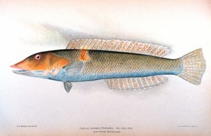 Zigarren-Lippfisch (Cheilio inermis)