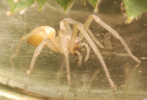 Cheiracanthium mildei, Weibchen