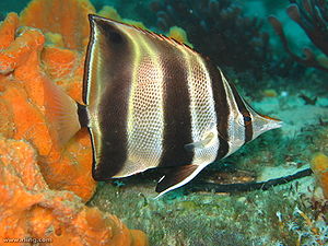Ostaustralischer Pinzettfisch (Chelmonops truncatus)