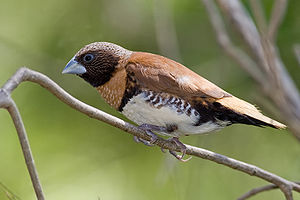 Chestnut breasted mannikin nov08.jpg