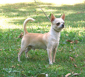 Chihuahua (Hunderasse)