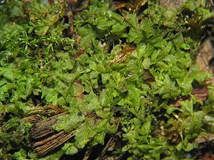 Bleiches Lippenbechermoos (Chiloscyphus pallescens)