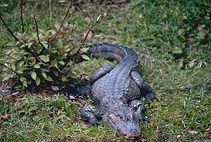China-Alligator (Alligator sinensis)