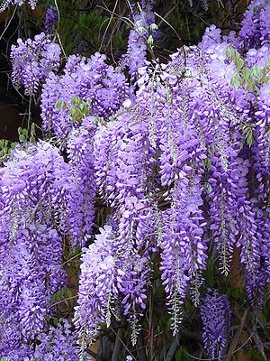 Wisteria sinensis