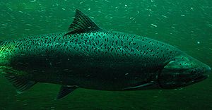 Chinook salmon2.jpg
