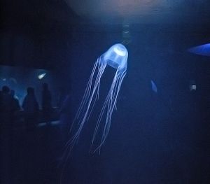 Chironex yamaguchii, im Aquarium von Enoshima, Japan