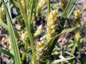 Weibliche Ähren der Behaarten Segge (Carex hirta)