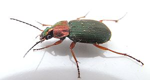 Chlaeniellus nigricornis