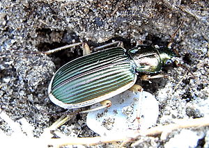 Chlaenius spoliatus.jpg