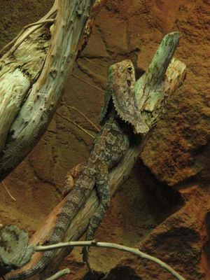 Kragenechse (Chlamydosaurus kingii)
