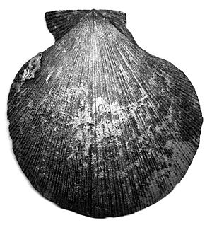 Die Schale stammt aus der letzten Eiszeit und ist aufgrund der Fossilisationsbedingungen schwarz verfärbt. Rezente Schalen sind weißlich bis rosafarben.