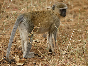 Malbrouck-Grünmeerkatze