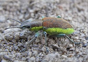 Gelbrandrüssler (Chlorophanus viridis)