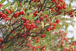 Filzige Apfelbeere (Aronia arbutifolia )