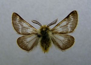 Chondrosoma fiduciaria, Männchen