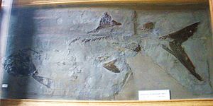 Chondrosteus acipenseroides, Fossil im Teylers Museum, Haarlem.